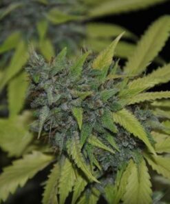 Grandaddy Confidential