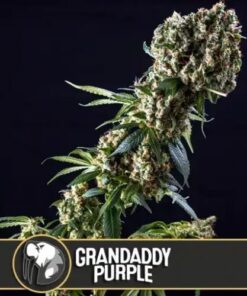 Grandaddy Purple - 6-pack