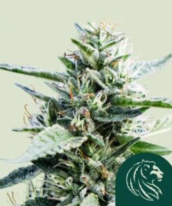 Granddaddy Purple - 3-pack