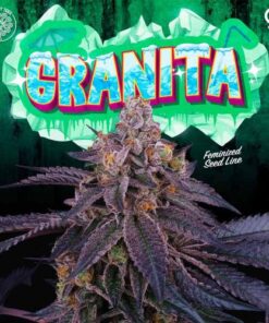 Granita - 5-pack