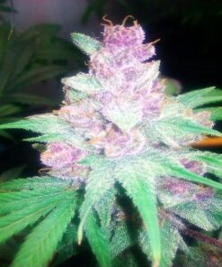 Grape Kush