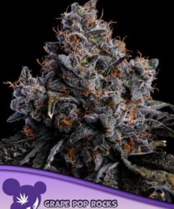 Grape Pop Rocks Auto - 5-pack