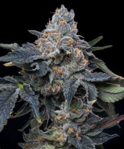 Grape Z x Hollywood - 6-pack