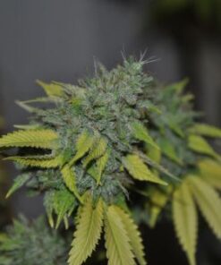 Grapefruit Diesel - 5PACK