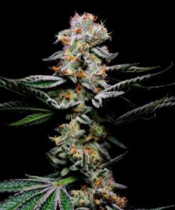 Grapefruitz - 3-pack