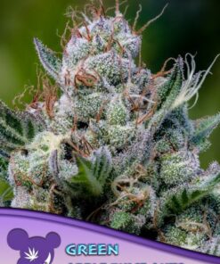 Green Apple Juice Auto - 3-pack