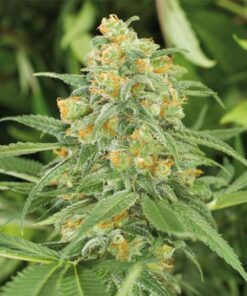 Green Crack - 3-pack