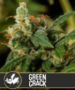 Green Crack - 3-pack