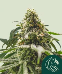 Green Crack Punch (Formerly Green Punch)