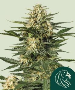 Green Gelato Automatic