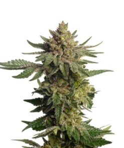 Green Magic - 5-pack