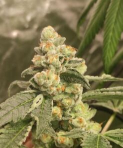 Green Papaya - 3-pack