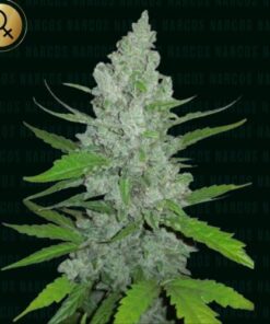 Griselda White Widow - 5-pack