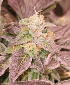 Guava Runtz - 6-pack