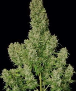 Guillotine Auto - 5-pack