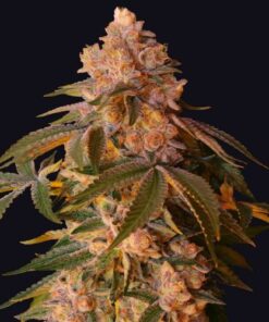 Happy Ending - 5-pack