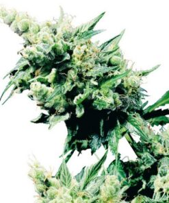 Hash Plant