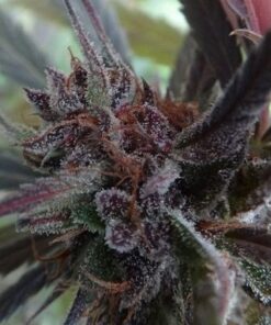 Hashplant Haze X Kali China - 5-pack