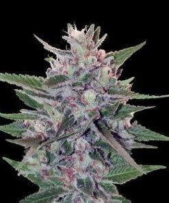 Hashplant S1 - 5PACK