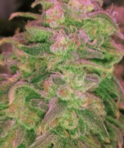 Hawaii Maui Waui - 5PACK