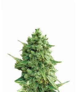 Hawaii Maui Waui Auto - 5-pack