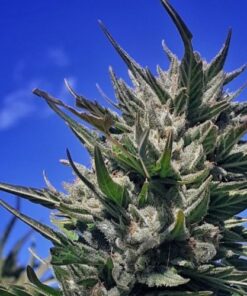 Haze Auto Tao - 5-pack