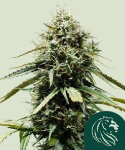 Haze Berry Automatic - 5-pack