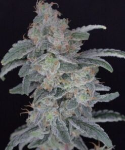 HB Dunkin’z - USA Line - 5-pack