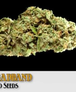 Headband