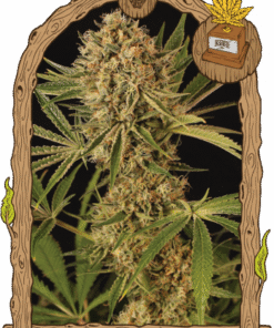 Herz OG Auto - 5PACK