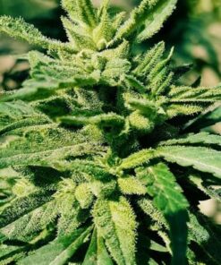 Hindu Kush - 10-pack