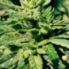 Hindu Kush - 10-pack