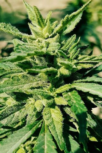 Hindu Kush - 10-pack