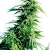 Hindu Kush Autoflowering