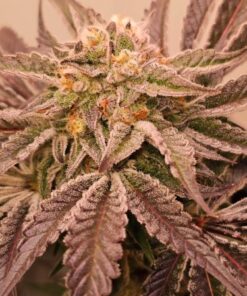 Hindu Runtz - 6-pack