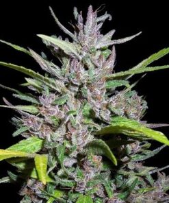 Honduras x Panama Regular - 10-pack