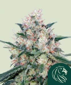 Honey Cream (Fast Version)