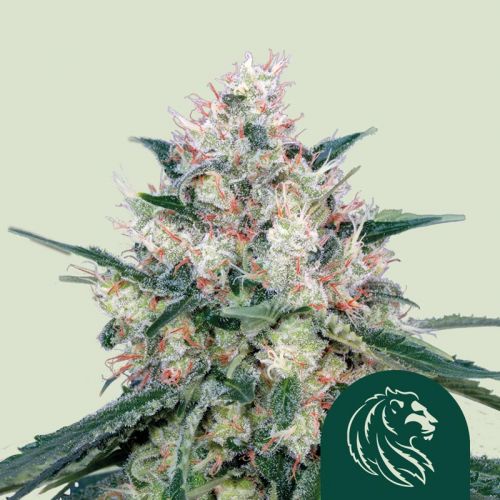 Honey Cream (Fast Version)