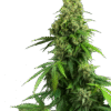 Honey Melon Kush Automatic