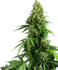 Honey Melon Kush Automatic