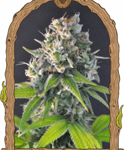 Honey Mints - 5-pack