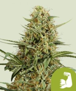 HulkBerry Auto