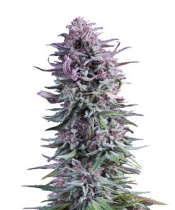 Hypno Zkittlez - 5-pack