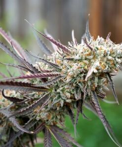 Ice Cream Cake Fast Flowering - 5PACK