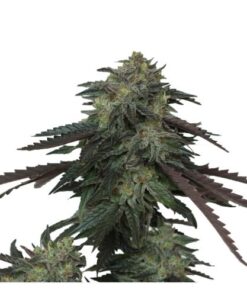 Ice Cream OG - 6-pack