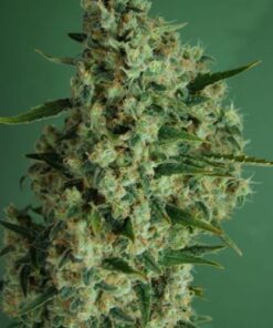 Incredible Bulk Autoflowering - 5PACK