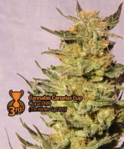 Indica Cream - 5PACK