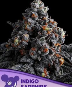 Indigo Sapphire - 5-pack