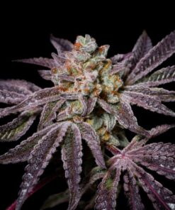 Insanity OG - Exotic Line - 5-pack