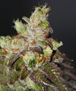 Island Punch - 6PACK